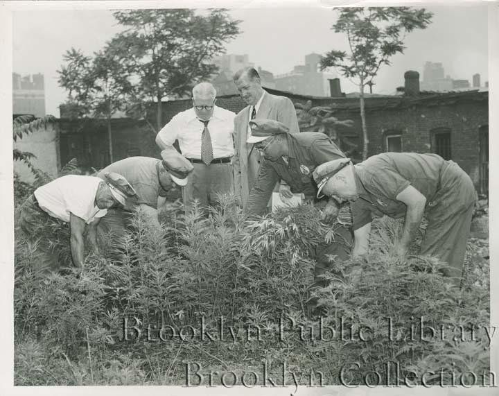 "Dope destroyed--A quartet of Sanitation Department workers reap a potentially unhappy harvest of marijuana weeds from the rear lot at 51 Concord St. Once ferreted out of the ground, the growth is immediately destroyed. Supervising the anti-dope squad are Borough Sanitation Superintendent James E. Walsh, left, and Chief Inspector John E.Gleason."